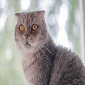 고양이 간식 잘 안 먹는 이유와 해결법 기호성을 높이는 간단한 팁 알려드려요 고양이 간식 잘 안 먹는 이유와 해결법 기호성을 높이는 간단한 팁 알려드려요