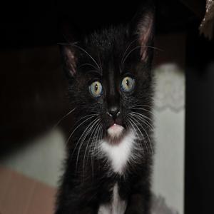 여름철 고양이 건강관리 이것만은 챙기자 여름 맞이 필수 체크리스트 확인하세요 여름철 고양이 건강관리 이것만은 챙기자 여름 맞이 필수 체크리스트 확인하세요
