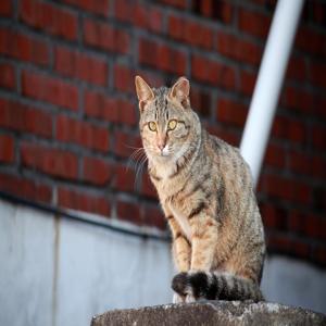 고양이 심장사상충 예방의 중요성 건강한 고양이를 위한 필수 체크리스트 고양이 심장사상충 예방의 중요성 건강한 고양이를 위한 필수 체크리스트