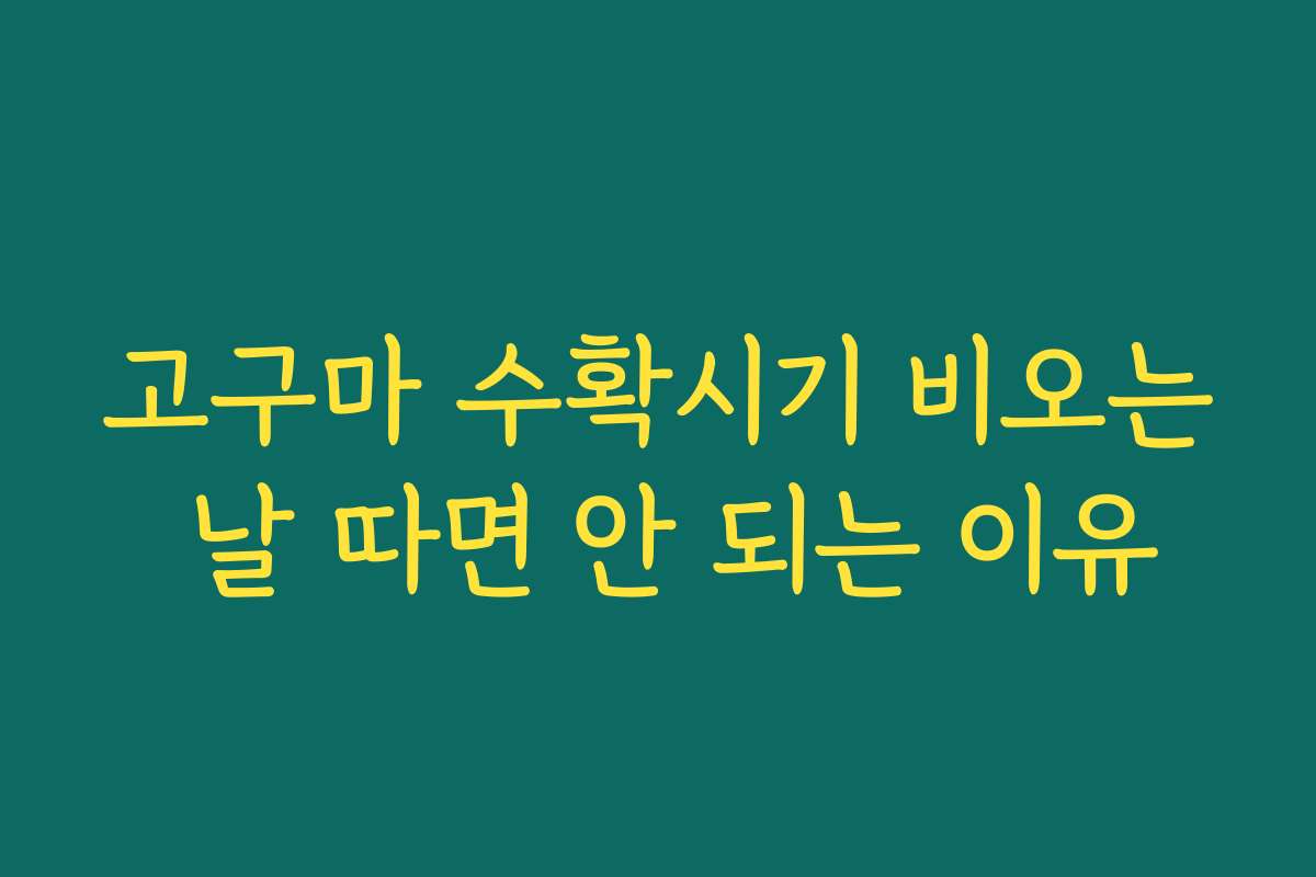 고구마 수확시기 비오는 날 따면 안 되는 이유 고구마 수확시기 비오는 날 따면 안 되는 이유